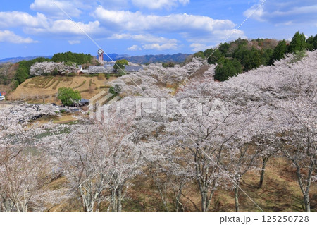 【大分県】晴天の吉四六ランドの満開の桜 125250728
