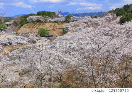 【大分県】晴天の吉四六ランドの満開の桜 【大分県】晴天の吉四六ランドの満開の桜 125250730