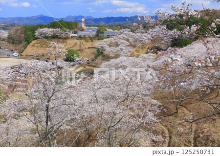 【大分県】晴天の吉四六ランドの満開の桜 【大分県】晴天の吉四六ランドの満開の桜 125250731