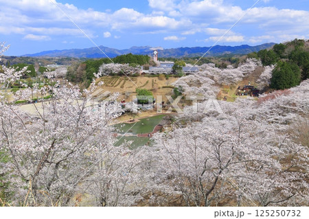 【大分県】晴天の吉四六ランドの満開の桜 【大分県】晴天の吉四六ランドの満開の桜 125250732