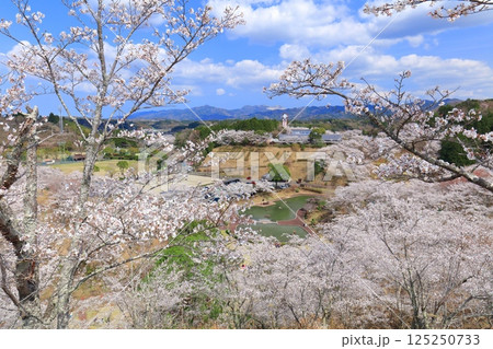 【大分県】晴天の吉四六ランドの満開の桜 125250733