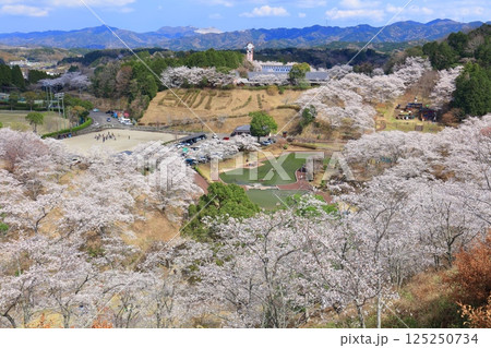 【大分県】晴天の吉四六ランドの満開の桜 125250734