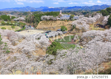 【大分県】晴天の吉四六ランドの満開の桜 【大分県】晴天の吉四六ランドの満開の桜 125250735