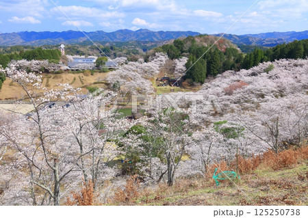 【大分県】晴天の吉四六ランドの満開の桜 125250738