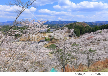 【大分県】晴天の吉四六ランドの満開の桜 【大分県】晴天の吉四六ランドの満開の桜 125250739