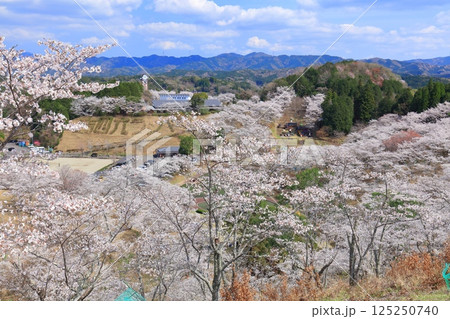 【大分県】晴天の吉四六ランドの満開の桜 125250740