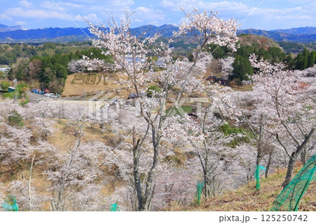 【大分県】晴天の吉四六ランドの満開の桜 125250742