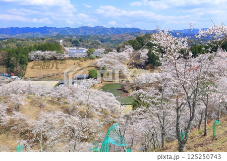 【大分県】晴天の吉四六ランドの満開の桜 125250743
