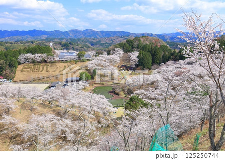 【大分県】晴天の吉四六ランドの満開の桜 【大分県】晴天の吉四六ランドの満開の桜 125250744