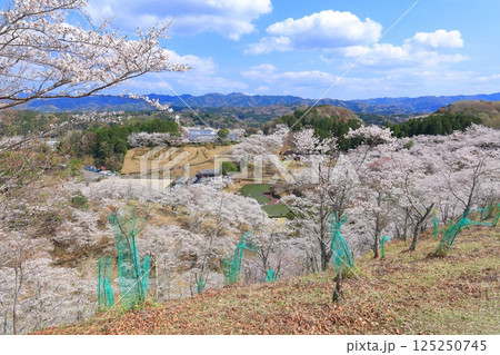【大分県】晴天の吉四六ランドの満開の桜 125250745
