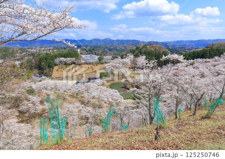 【大分県】晴天の吉四六ランドの満開の桜 125250746