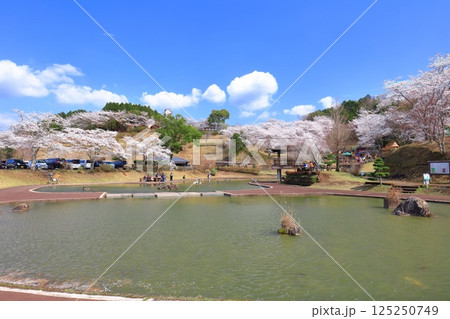 【大分県】晴天の吉四六ランドの満開の桜 【大分県】晴天の吉四六ランドの満開の桜 125250749