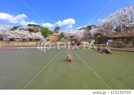 【大分県】晴天の吉四六ランドの満開の桜 【大分県】晴天の吉四六ランドの満開の桜 125250750