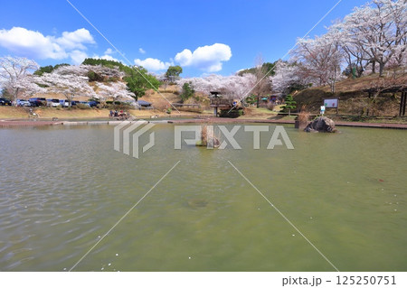 【大分県】晴天の吉四六ランドの満開の桜 【大分県】晴天の吉四六ランドの満開の桜 125250751