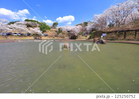 【大分県】晴天の吉四六ランドの満開の桜 【大分県】晴天の吉四六ランドの満開の桜 125250752