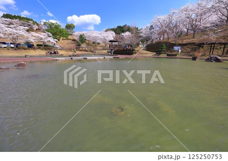 【大分県】晴天の吉四六ランドの満開の桜 125250753
