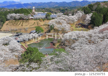 【大分県】晴天の吉四六ランドの満開の桜 【大分県】晴天の吉四六ランドの満開の桜 125250755