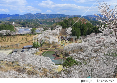 【大分県】晴天の吉四六ランドの満開の桜 【大分県】晴天の吉四六ランドの満開の桜 125250757