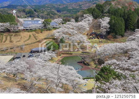 【大分県】晴天の吉四六ランドの満開の桜 125250758