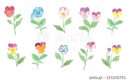 カラフルなビオラのイラスト　手描き水彩素材 125250781