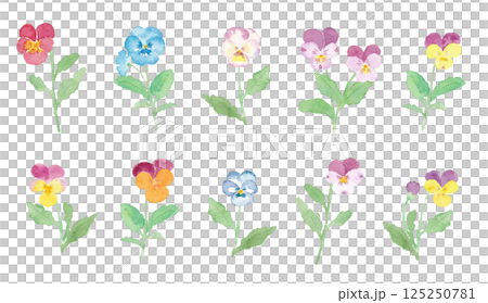 カラフルなビオラのイラスト　手描き水彩素材 125250781