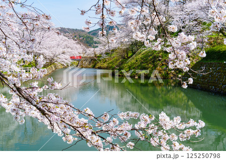 鹿野城の桜 125250798
