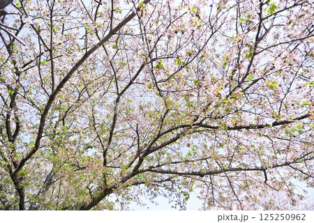 稲沢桜ネックレス 125250962