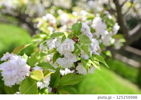 稲沢桜ネックレス 125250986