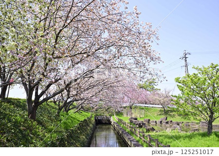 稲沢桜ネックレス 125251017