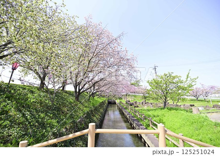 稲沢桜ネックレス 稲沢桜ネックレス 125251024