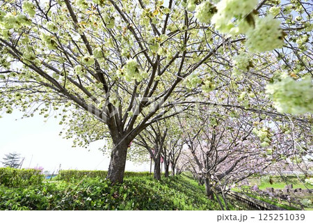 稲沢桜ネックレス 125251039