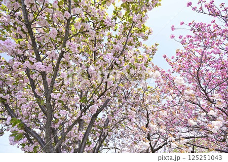 稲沢桜ネックレス 125251043