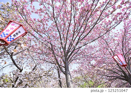 稲沢桜ネックレス 125251047