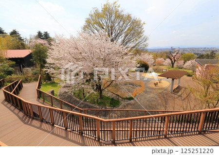 都立桜ヶ丘公園の桜 都立桜ヶ丘公園の桜 125251220
