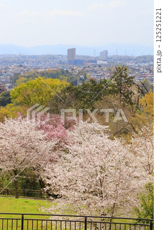 都立桜ヶ丘公園の桜 125251221
