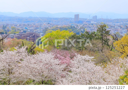 都立桜ヶ丘公園の桜 都立桜ヶ丘公園の桜 125251227