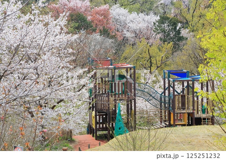 都立桜ヶ丘公園の桜 125251232