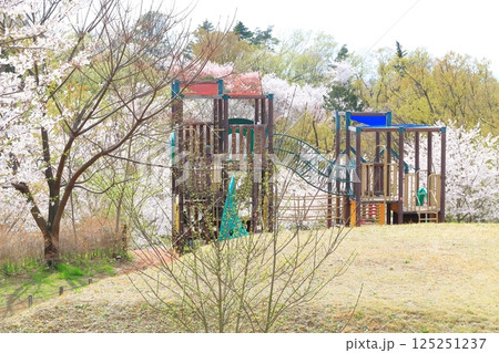 都立桜ヶ丘公園の桜 125251237