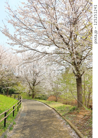 都立桜ヶ丘公園の桜 125251241