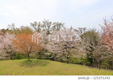 都立桜ヶ丘公園の桜 125251242