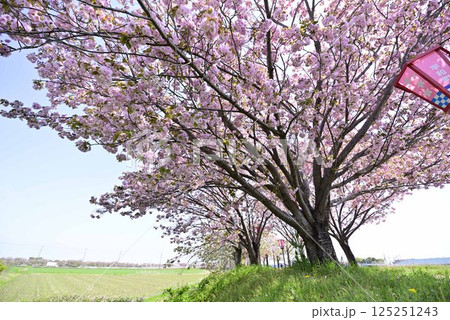 稲沢桜桜ネックレス 125251243
