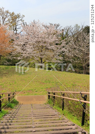 都立桜ヶ丘公園の桜 都立桜ヶ丘公園の桜 125251244