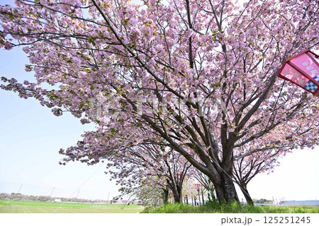 稲沢桜桜ネックレス 125251245