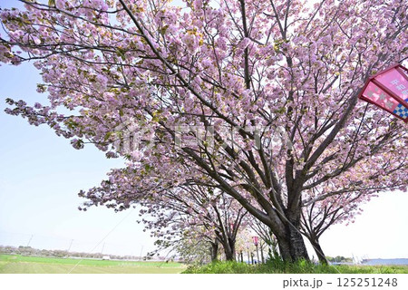 稲沢桜桜ネックレス 125251248
