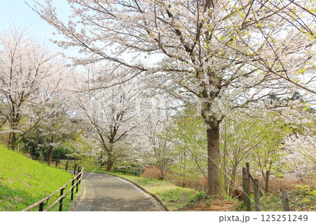 都立桜ヶ丘公園の桜 125251249