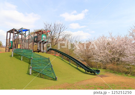 都立桜ヶ丘公園の桜 都立桜ヶ丘公園の桜 125251250