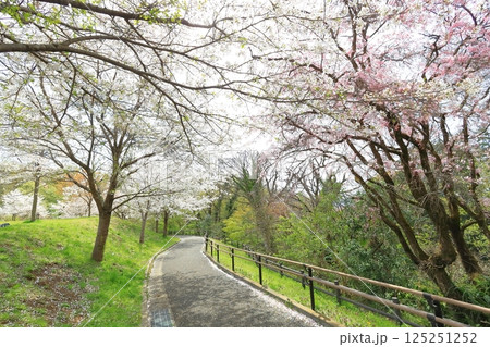 都立桜ヶ丘公園の桜 都立桜ヶ丘公園の桜 125251252