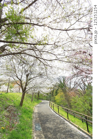 都立桜ヶ丘公園の桜 125251254