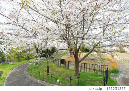 都立桜ヶ丘公園の桜 都立桜ヶ丘公園の桜 125251255