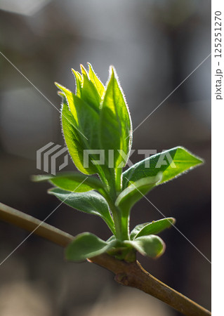 Close-Up of a New Leaf Bud Emerging on Branch Close-Up of a New Leaf Bud Emerging on Branch 125251270